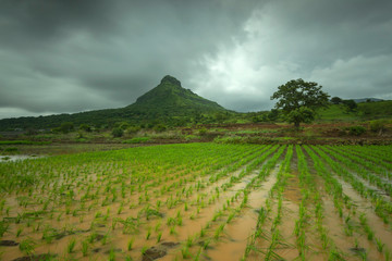 Munnar