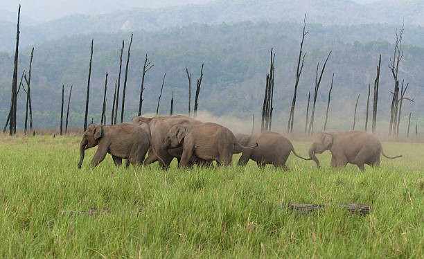 Munnar