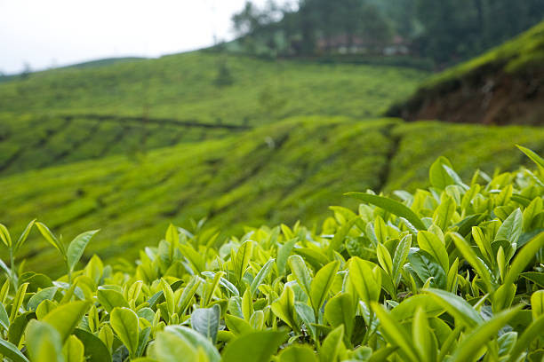 Munnar