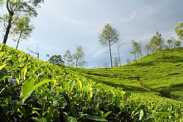 Munnar