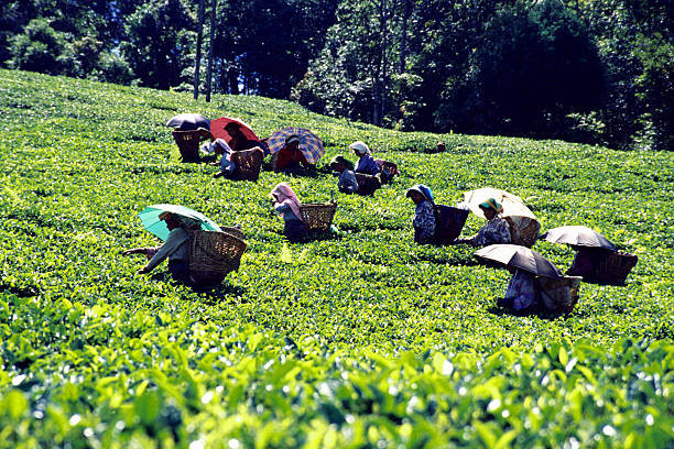 Munnar