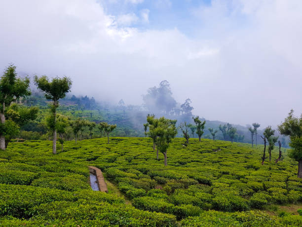 Munnar